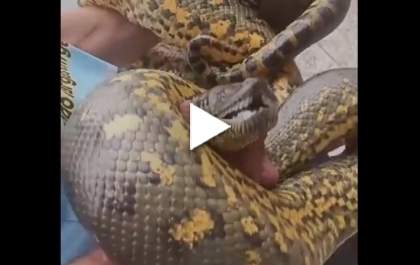 Cobra sucuri é pega no colo para ser resgatada