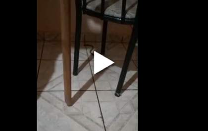 Moradora do Jardim das Palmeiras encontra cobra dentro de casa