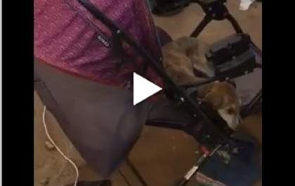 Vídeo de cachorro abandonado choca e causa revolta em Três Lagoas