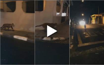 Onça parda é flagrada durante 'passeio noturno' e surpreende moradores