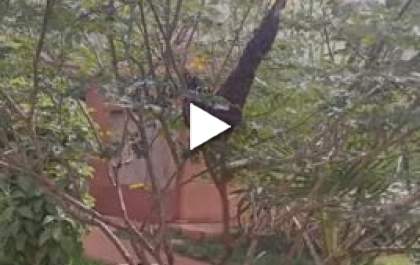 Moradores do Condomínio Orestinho acionam bombeiros