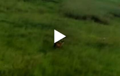 Andradinense grava veado-campeiro em pastagens na região