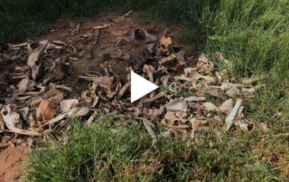 Polícia descobre cemitério de carcaças de bovinos