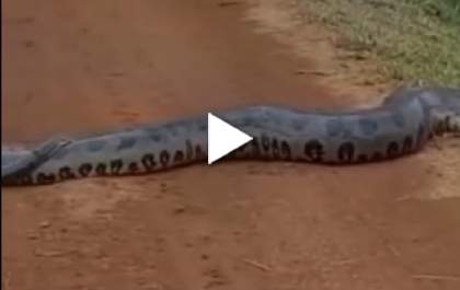 Vídeo mostra sucuri com filhotes atravessando estrada para entrar em córrego