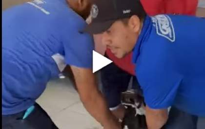 Vaca foge e invade loja de eletrodomésticos