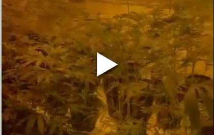 PM descobre casa usada para cultivo de maconha em Araçatuba
