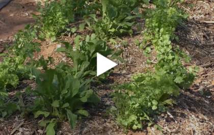 Cinturão Verde: parceria entre Suzano e AEMS promove a agroecologia em Três Lagoas
