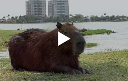 Capivara Iara vence votação e será o novo mascote do turismo de Três Lagoas