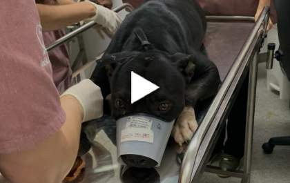 Pitbull baleado passará por cirurgia para remoção de projétil