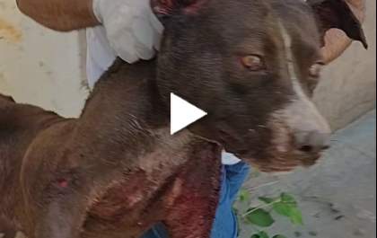 Ex-dono de canil é preso por maus-tratos a 4 cães em Araçatuba
