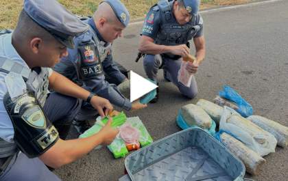 Cão policial ajuda a PM encontrar drogas em ônibus na Rondon