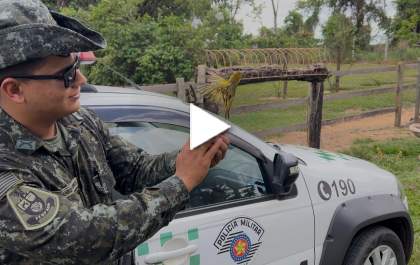 Passáros da fauna silvestre em cativeiro, são resgatados e soltos na natureza