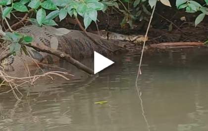 Sucuri gigante é flagrada no Rio Sucuriú em Três Lagoas