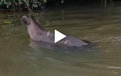 Anta ferida é flagrada nadando no Rio Sucuriú, em Três Lagoas, após possível ataque de onça