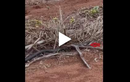 Cobra é flagrada passeando em área de silvicultura em Três Lagoas