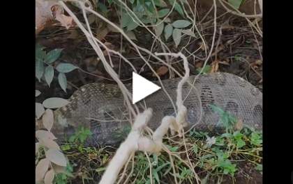 Sucuri é flagrada digerindo presa às margens do Rio Sucuriú em Três Lagoas