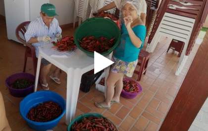 Sem mandato, ex-deputado dedica-se ao cultivo verduras e legumes