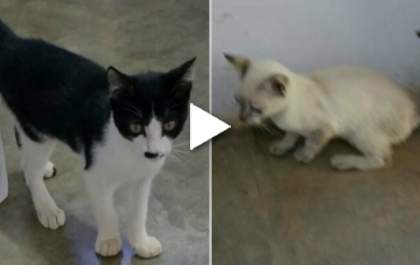 Veterinário é flagrado abandonando dois gatinhos em frente a um órgão público