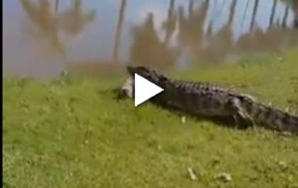 Novo capítulo da 'novela' do jacaré devorador de cachorros na Lagoa Maior
