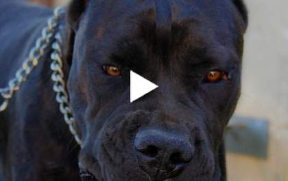 Vereadora de Três Lagoas chama colega de Pitbull raivoso