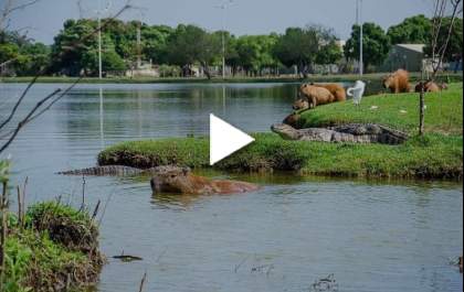“Esperança de sobrevida das lagoas está na conservação da fauna e flora”, afirma jovem contrário à retirada dos jacarés