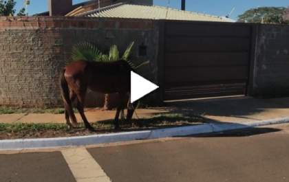 Cavalos soltos pelas ruas de Três Lagoas podem estar com os dias contados