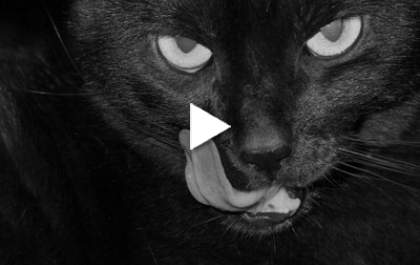 Pimenta - Gato preto ronda o plenário da Câmara de Três Lagoas