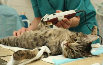Para prestador de serviço, projeto que prevê veterinário de graça é desacato ao bom senso