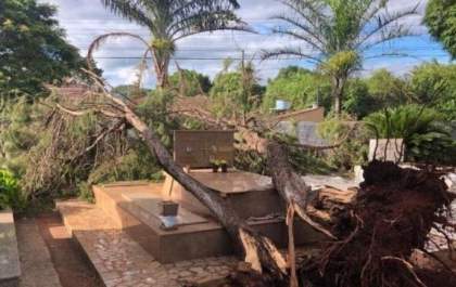 Uma semana após temporal, árvores continuam sobre túmulos