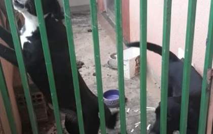 Moradores pedem providências para animais abandonados&nbsp;
