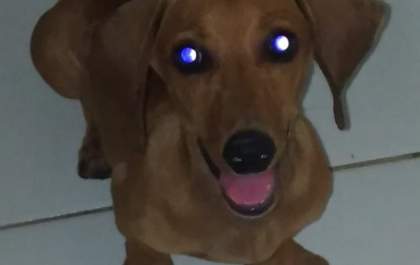 Desaparecido: O cachorro atende pelo nome de Calvino