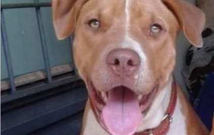 Três-lagoense perde animal de estimação durante viagem