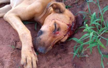 “Matar um cão ou uma pessoa é a mesma coisa”, diz homem que esfaqueou cão