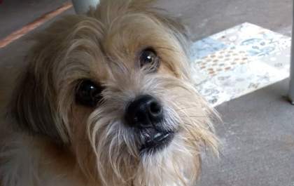 Você viu este cachorro? Ajude-nos a encontrar o Paçoca