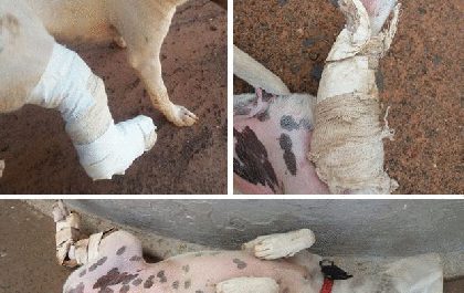 Servidor público acusado de maltratar cadela