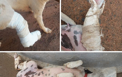 Servidor público acusado de maltratar cadela