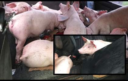 Polícia encontra carga de porcos sendo transportados em carro: Eles foram furtados de granja em Andradina