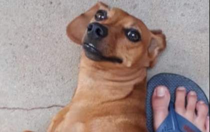 Cachorro Basset desparece; crianças ficam desoladas