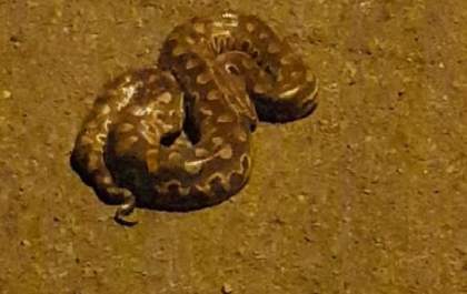 Cobra é encontrada por moradora no bairro Recanto das Águas