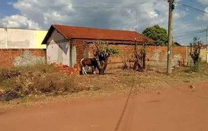 Cavalo é deixado amarrado, sem água e comida em Três Lagoas