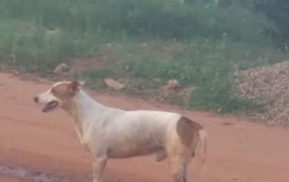 Criança de um ano fica ferida após ataque de cachorro 'solto na rua'