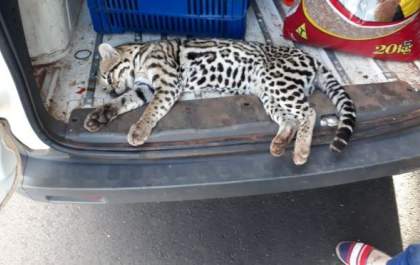 Filhote de jaguatirica é resgatada após atropelamento