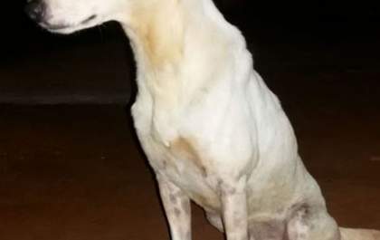 Criança atacada por cachorro passa por cirurgia de reconstrução da pálpebra