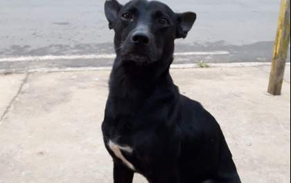 Polícia investiga pastor que aparece em vídeo dizendo ter envenenado cachorro no interior de SP