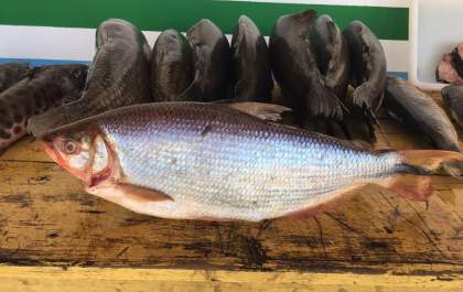 Peixes apreendidos foram doados para instituições filantrópicas de TL