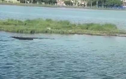 Vídeo: internauta registra a presença de um jacaré na Lagoa Maior