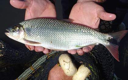 Peixes contaminados roubados da Unesp podem levar à morte