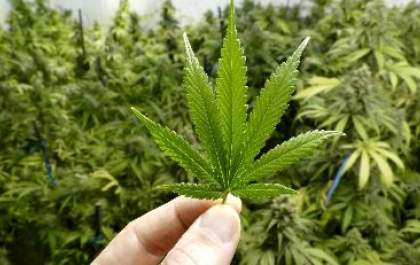 Cresce prescrição médica da 'Cannabis'