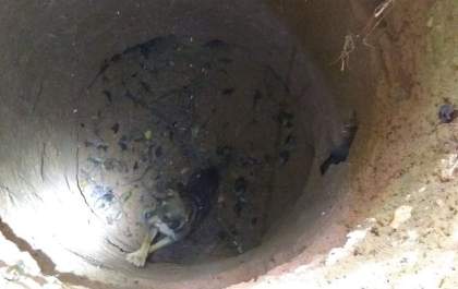 Cão é resgatado por bombeiros após cair em poço&nbsp;