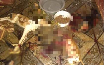 Crueldade: Três cachorros são decapitados e mutilados